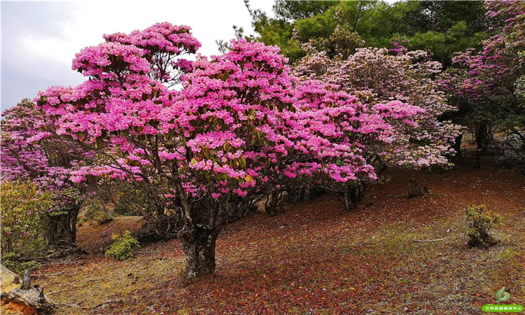 青巖山杜鵑花開漫山野 大美蘭坪等你來！